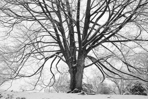 Sugar Maple Number 3 Reeves-Reed Arboretum Union County New Jersey (SA).jpg
